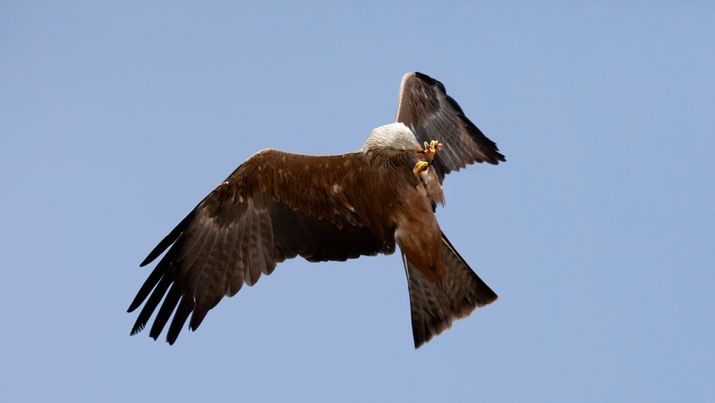 The hawk stuck in the Toms River library is now gone for good, the